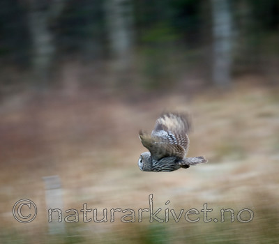 BB 12 0007 / Strix nebulosa / Lappugle